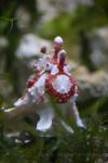 Warty frogfish *