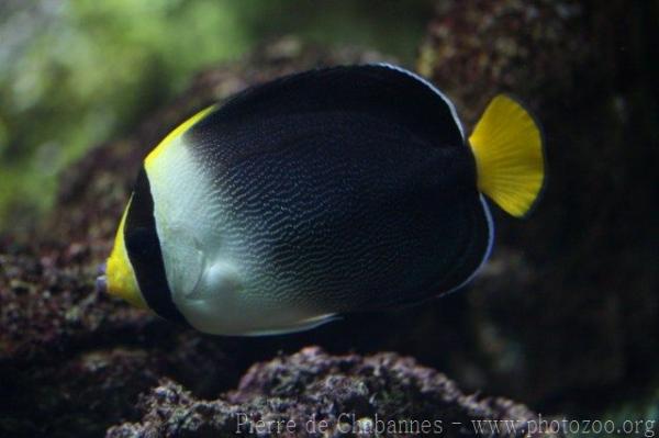 Vermiculated angelfish