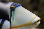 White-banded triggerfish