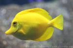 Yellow tang