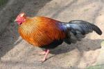 Ceylon junglefowl