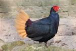 Crestless fireback pheasant