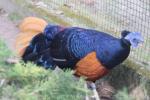 South Bornean crested fireback pheasant