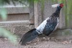 White-crested kalij