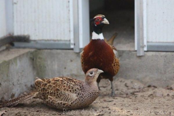 Pallas's ring-necked pheasant