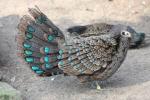 Malay peacock-pheasant