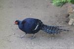 Mikado pheasant