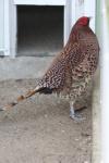 Copper pheasant