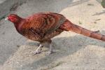 Copper pheasant