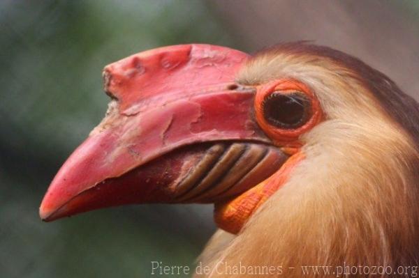 Writhed hornbill *