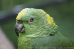 Yellow-naped amazon *