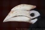 Palawan hornbill *