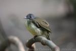 Grey-headed bristlebill *