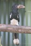 Western piping hornbill *