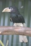 Piping hornbill *