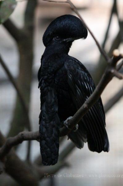 Long-wattled umbrellabird *