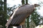 African white-backed vulture *