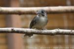 Grey-headed bristlebill