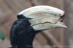 Black hornbill