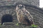 Eurasian eagle-owl