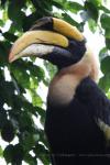 Great hornbill