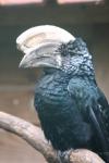 Silvery-cheeked hornbill