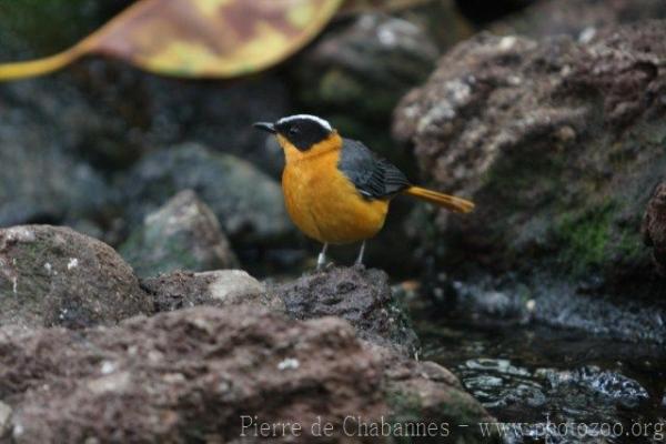 Snowy-crowned robin-chat