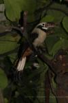 Visayan tarictic hornbill