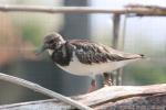 Ruddy turnstone