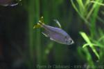 Yellowtail tetra