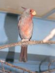 Pyrrhuloxia