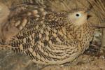 Chestnut-bellied sandgrouse