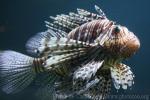 Red lionfish