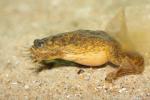 Lake Oku clawed frog