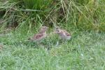 Eurasian skylark *