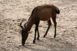 Red hartebeest *