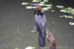 African darter