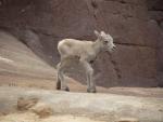Bighorn sheep