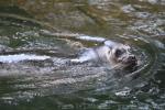 Ringed seal