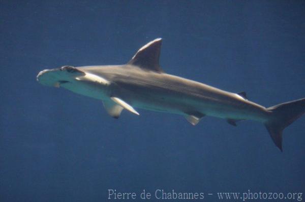 Scalloped hammerhead