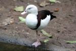 Radjah shelduck