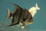 Atlantic spadefish