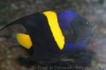 Arabian angelfish