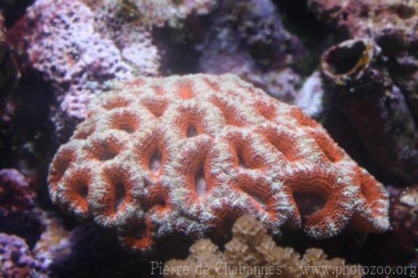 Lord Howe's starry cup coral