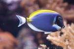 Powderblue surgeonfish