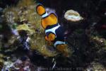 Orange clownfish