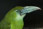 Blue-banded toucanet