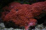 Lord Howe's starry cup coral