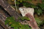 Smooth helmeted iguana