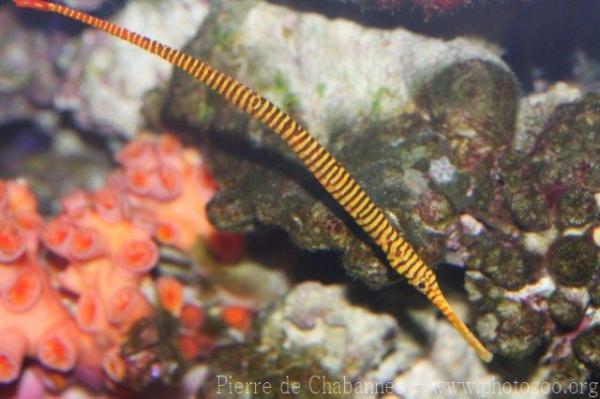 Yellowbanded pipefish